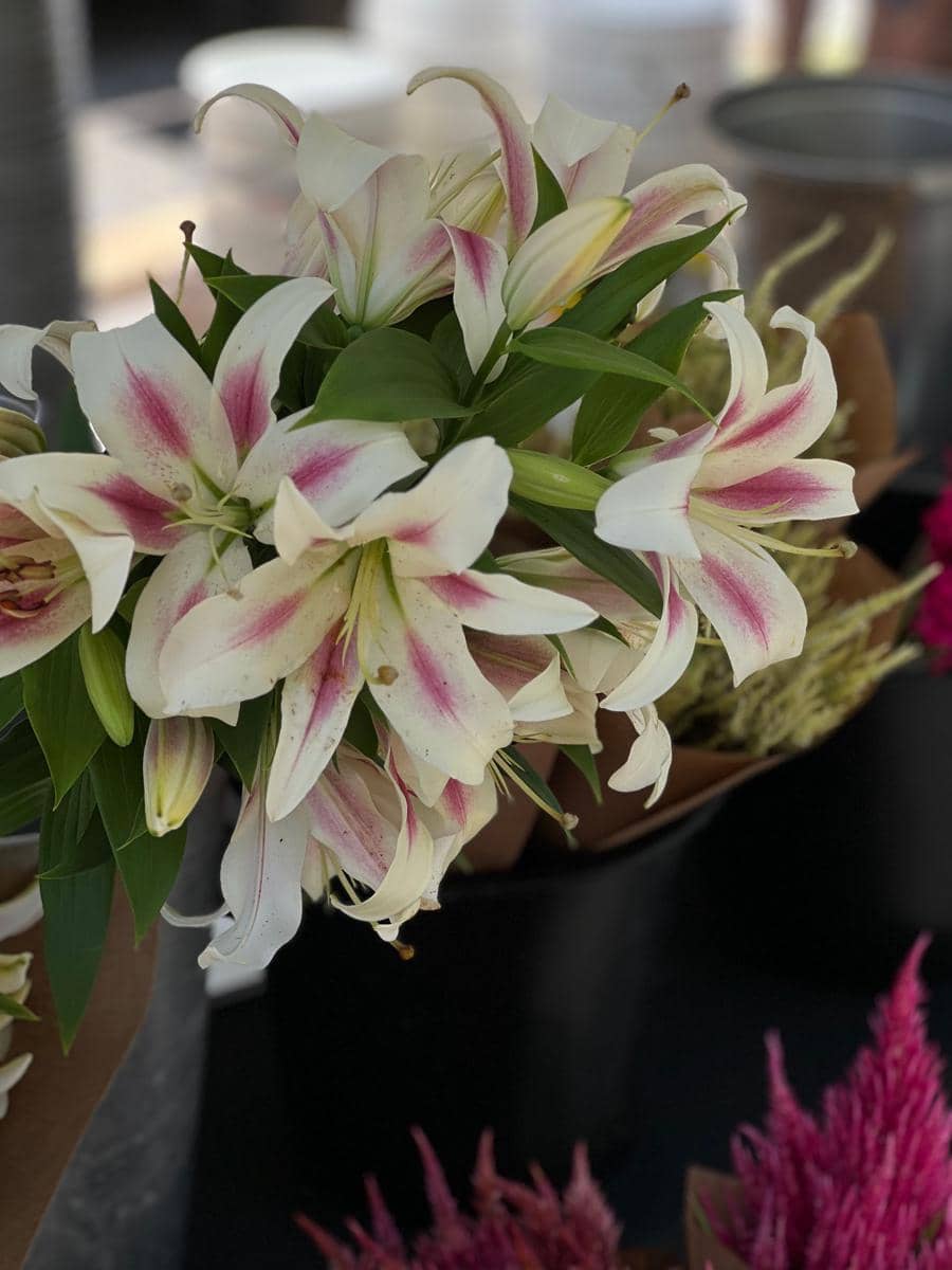 ilustrasi buket bunga lily