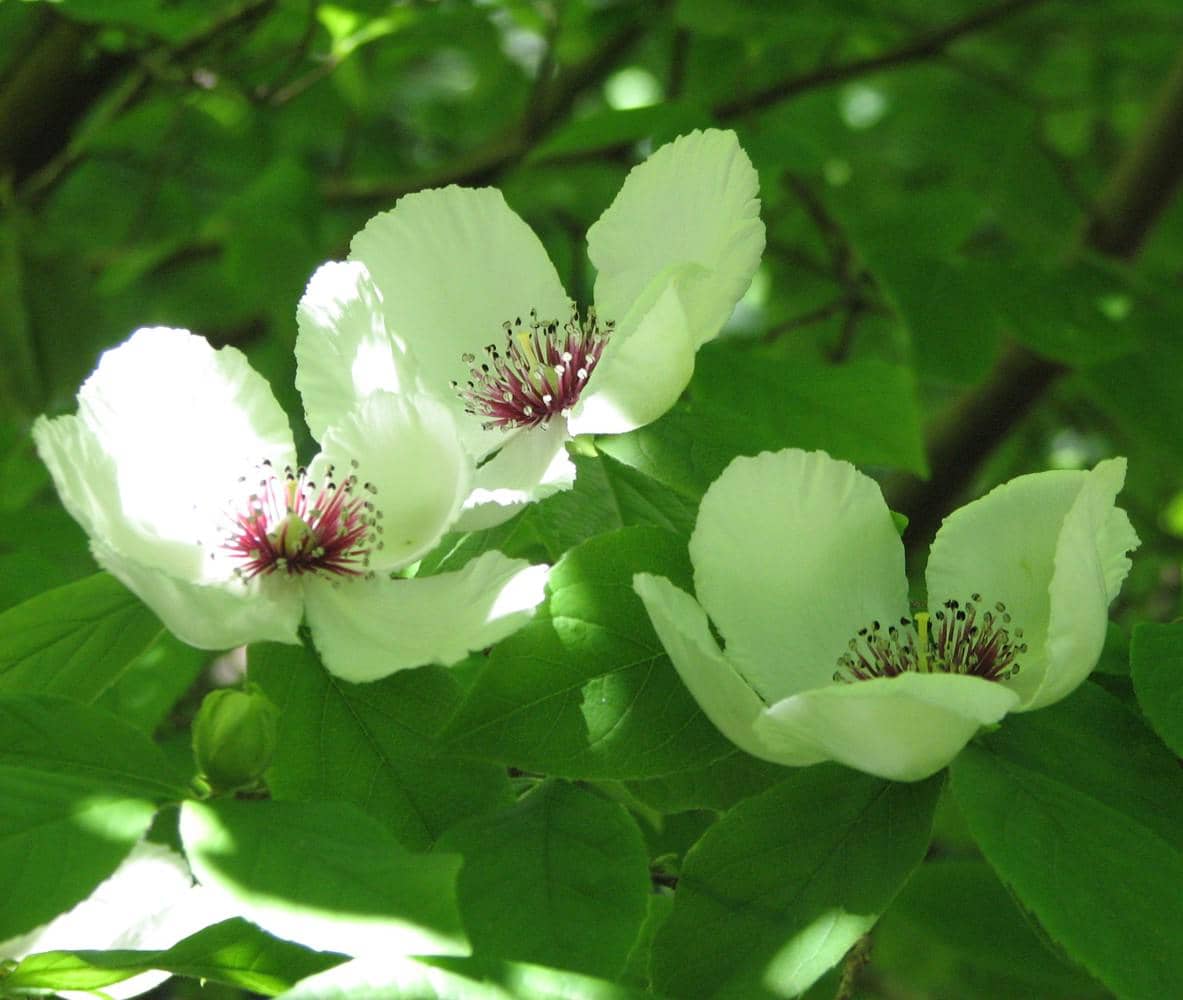 ilustrasi stewartia malacodendron
