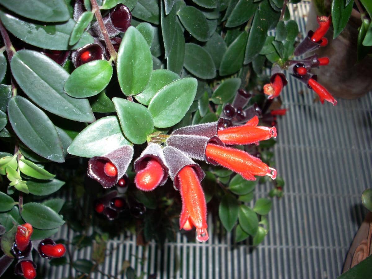 ilustrasi aeschynanthus radicans