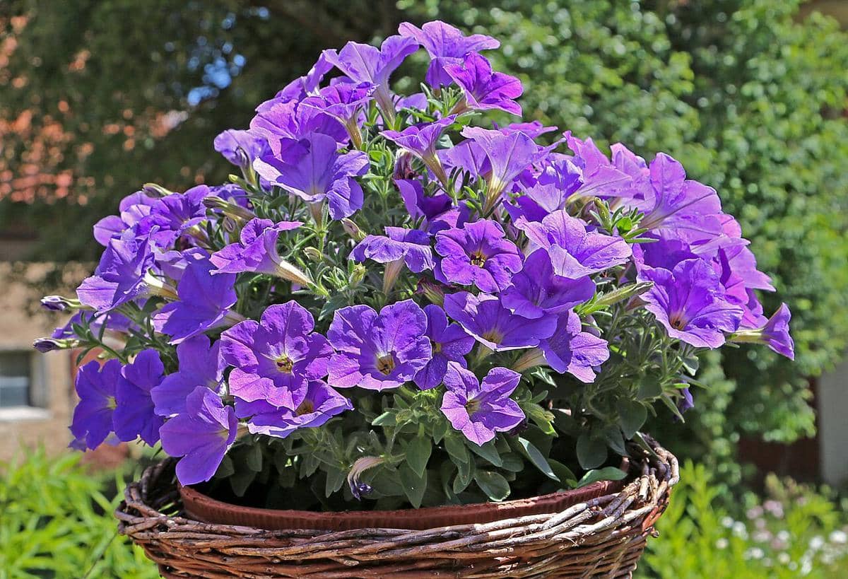 ilustrasi petunia hybrida