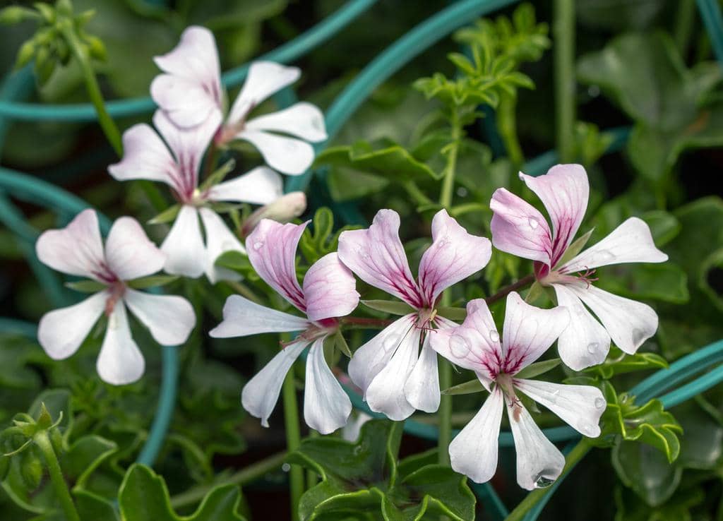 ilustrasi pelargonium peltatum