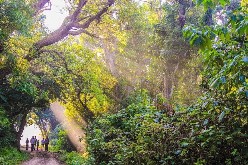 5 Negara Raup Cuan dari Wisata Hutan, Alam Dijaga Malah Menghasilkan
