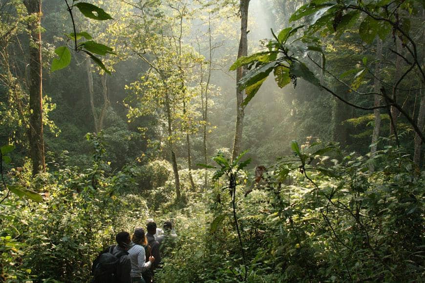 potret wisata hutan di Uganda