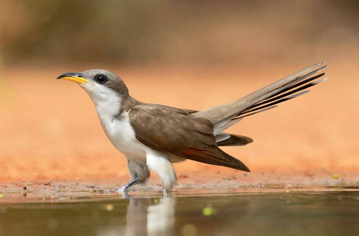 ilustrasi burung cuckoo