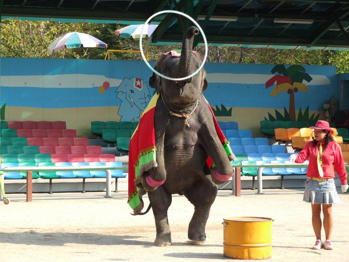 ilustrasi Seoul Children's Grand Park Zoo