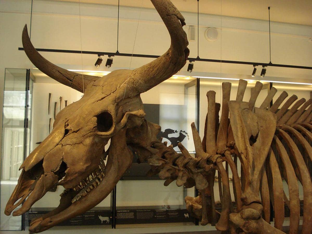5 Fakta Aurochs, Nenek Moyang Sapi Modern Yang Punah di Abad Ke-17