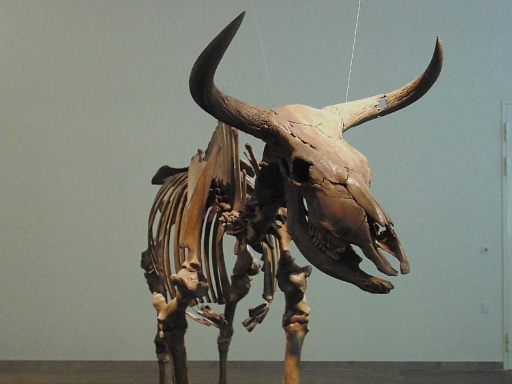 Fosil aurochs
