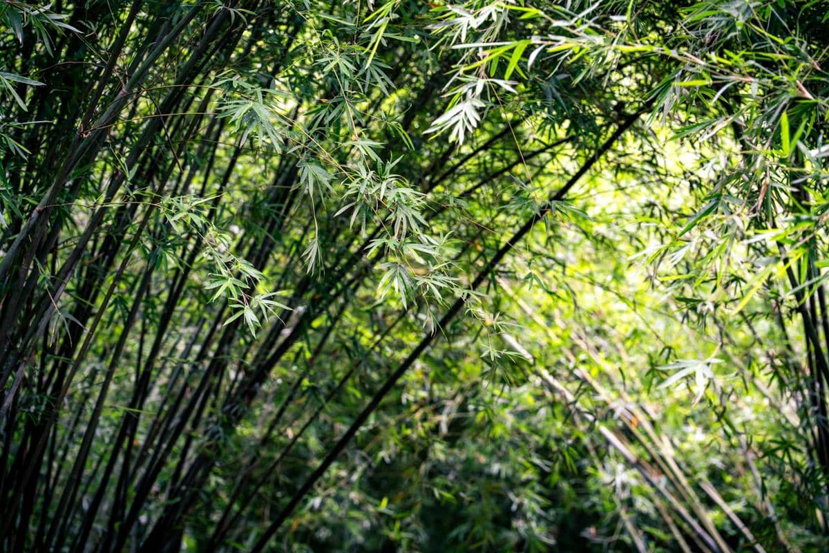 ilustrasi pohon bambu