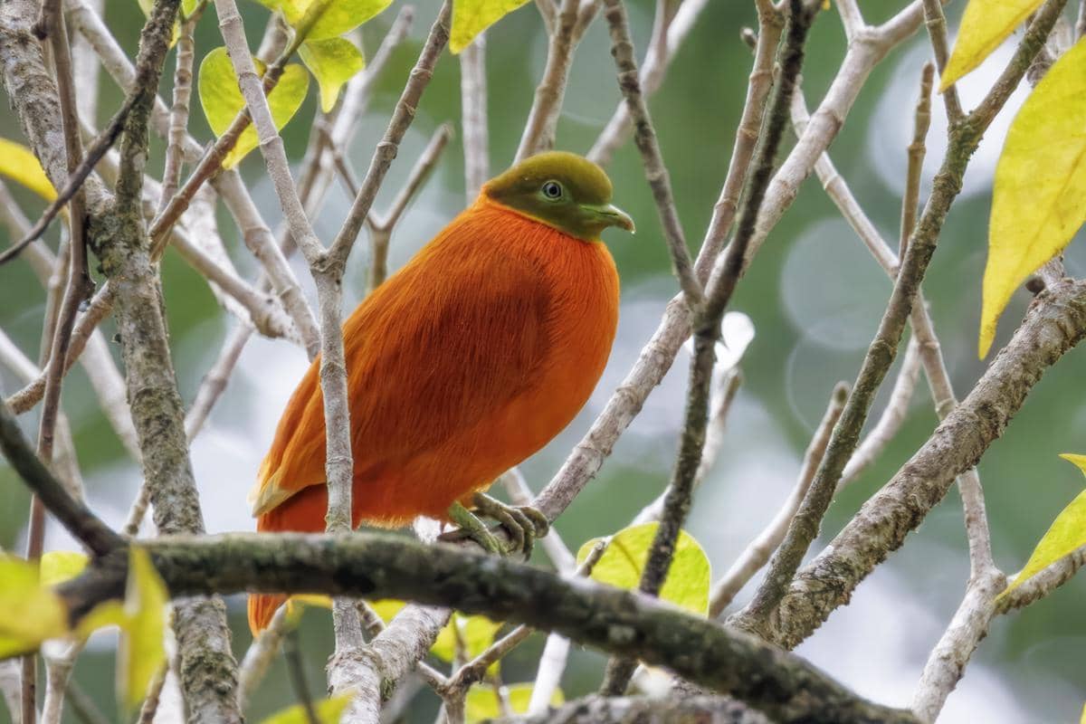 5 Fakta Unik Orange Dove, Burung Merpati Endemik Fiji