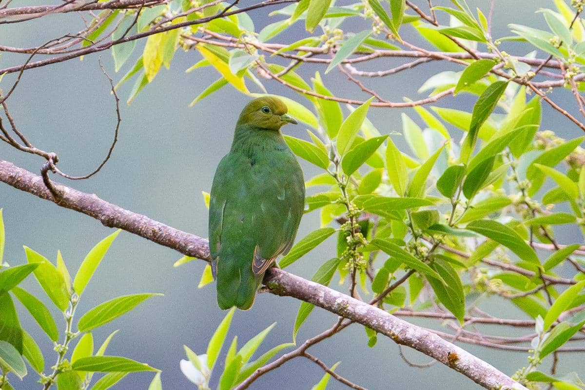 Orange Dove betina