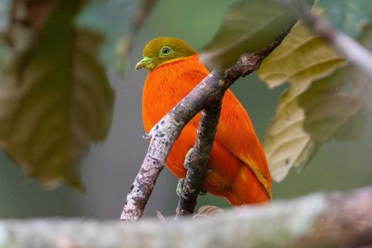Orange Dove
