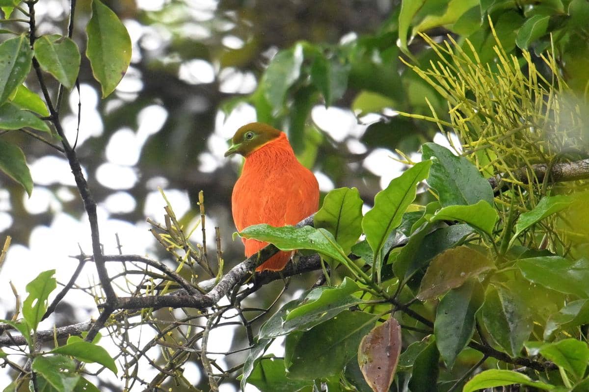 Orange Dove
