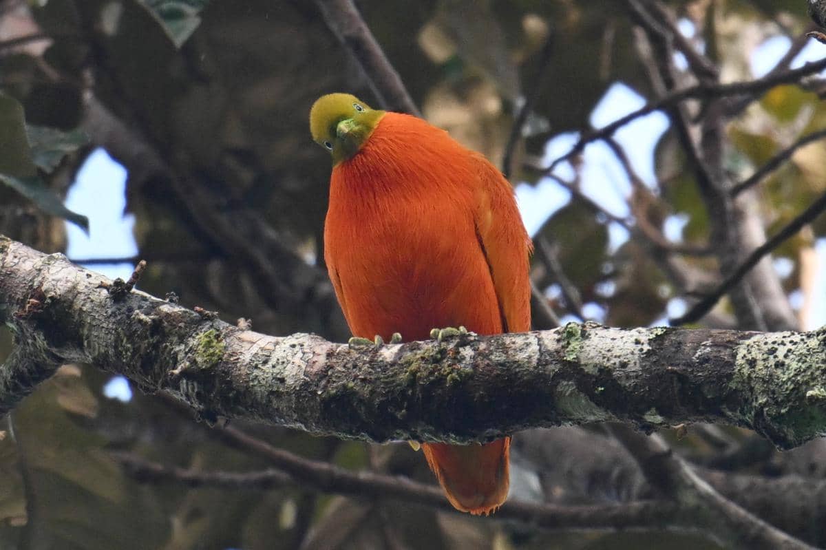 Orange Dove
