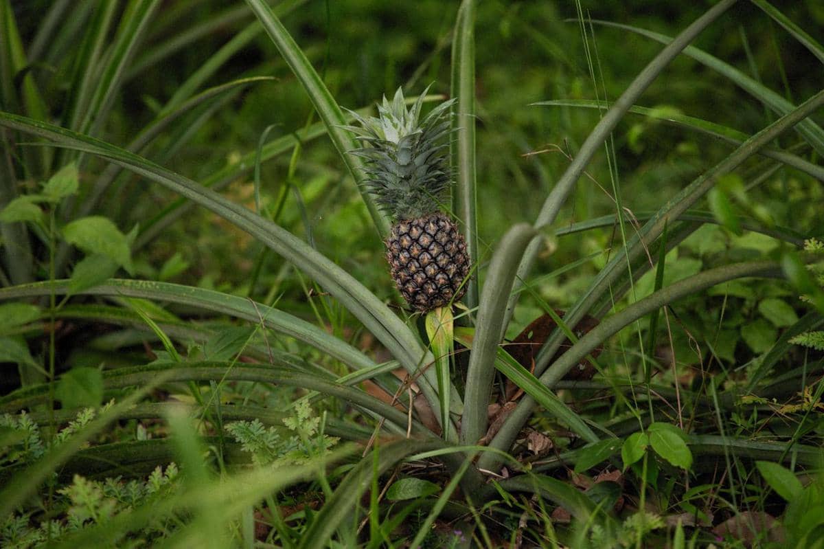 tanaman buah yang cocok dipadukan dengan sayur di halaman sempit