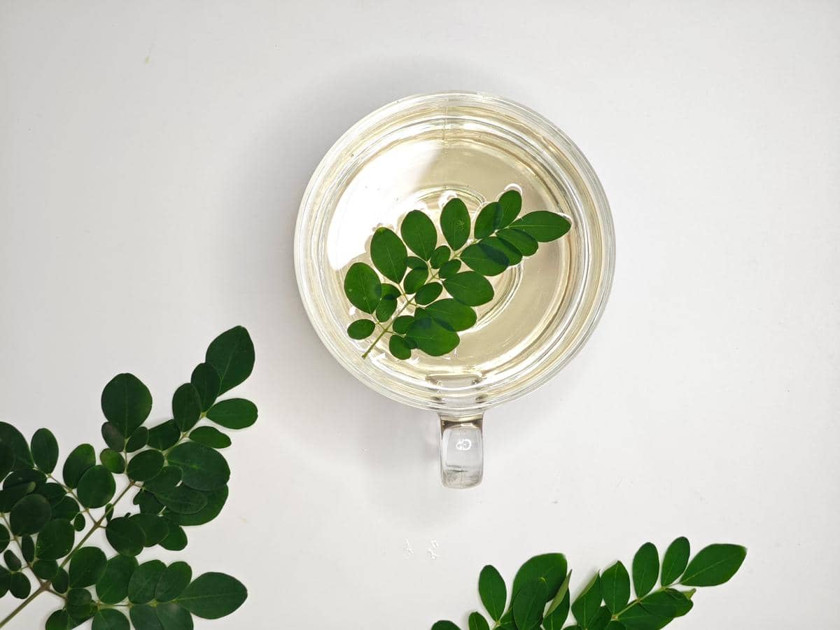 Ilustrasi daun kelor atau moringa
