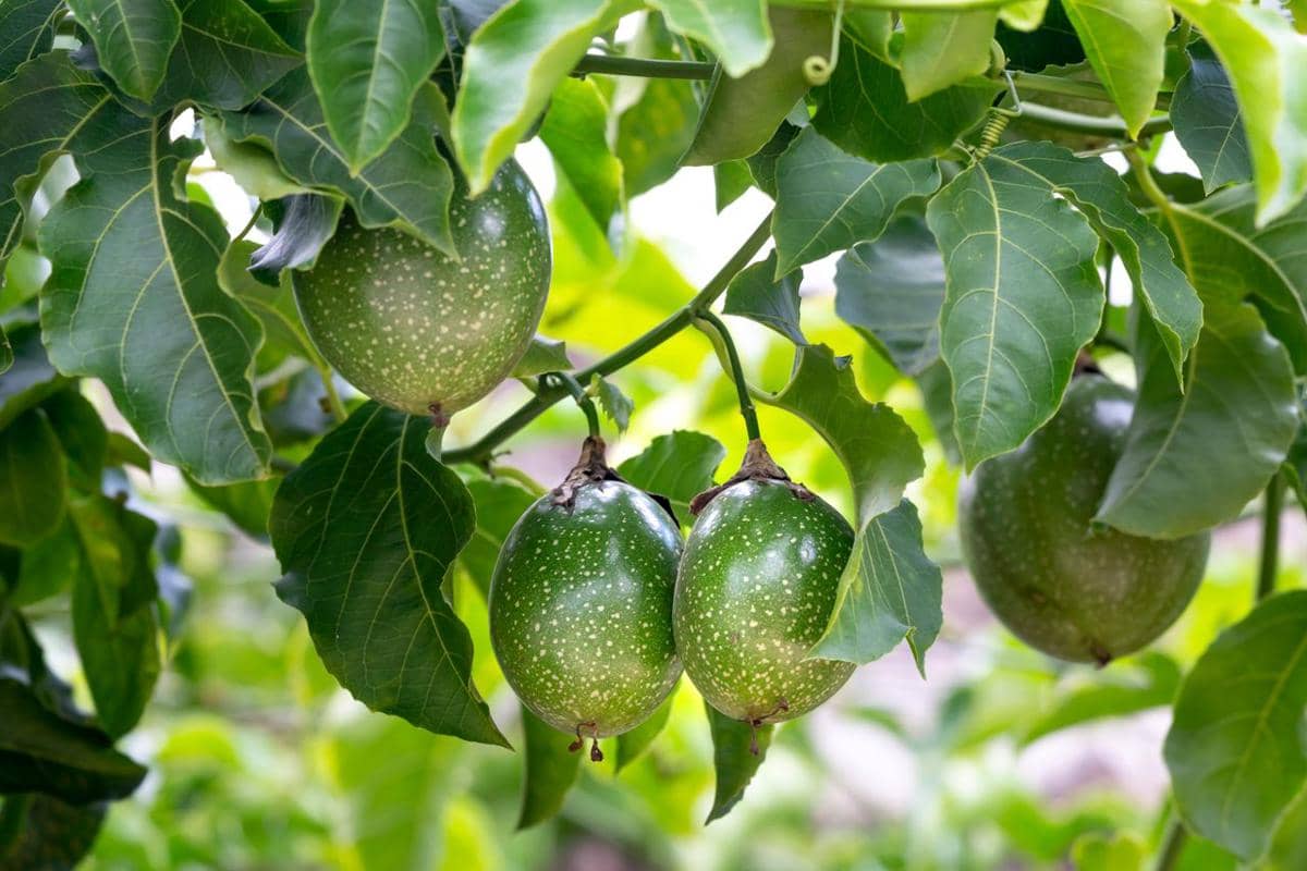 tanaman buah yang cocok dipadukan dengan sayur di halaman sempit