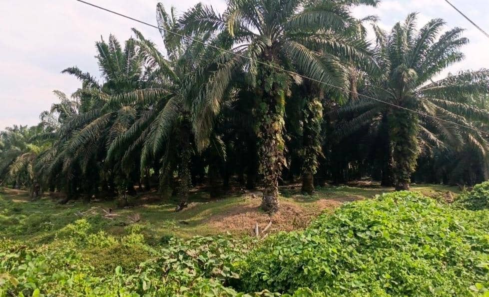 Perkebunan sawit di Kabupaten Musi Banyuasin.