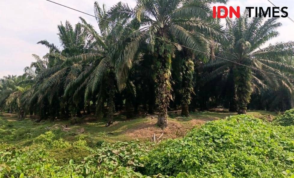 Hamparan perkebunan kelapa sawit di Kabupaten Musi Banyuasin dengan deretan pohon sawit yang tumbuh rimbun.