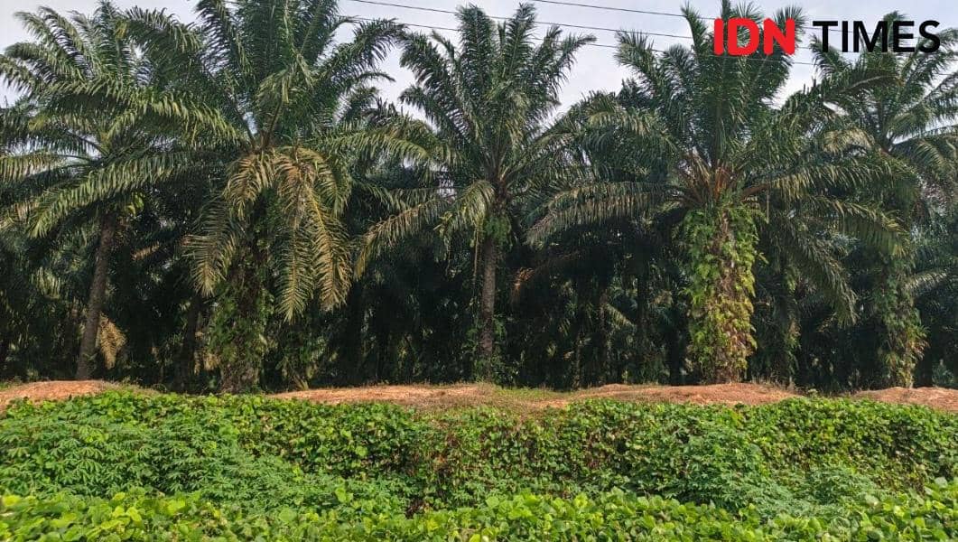 Biomassa di Muba: Antara Target Energi Hijau dan Risiko Deforestasi