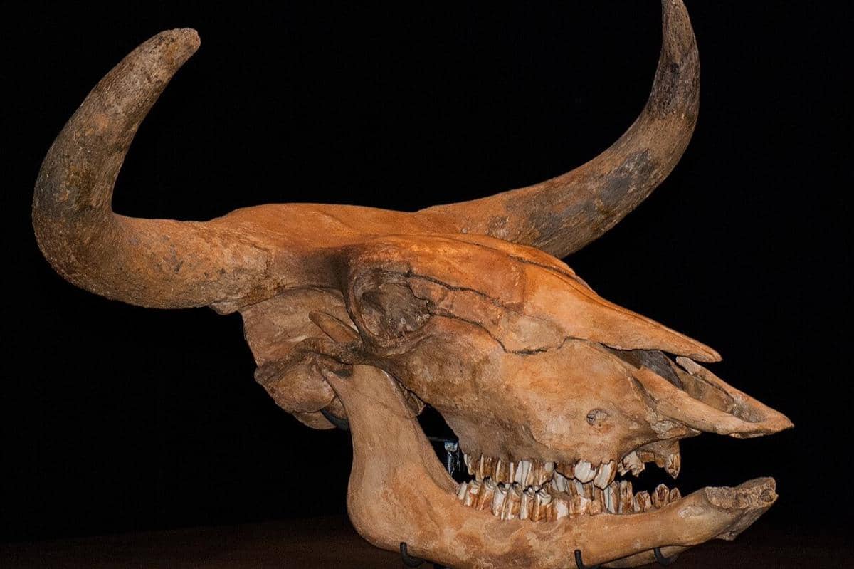 Fosil aurochs