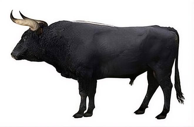 Aurochs