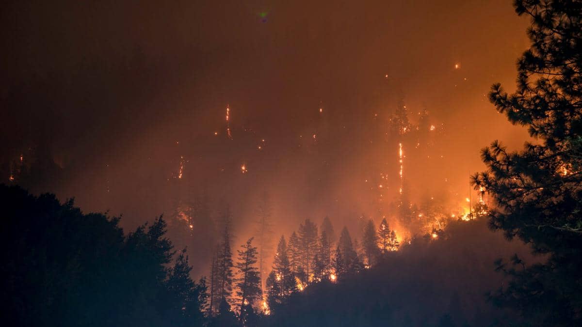 Belgia Minta Bantuan Uni Eropa untuk Atasi Kebakaran Hutan