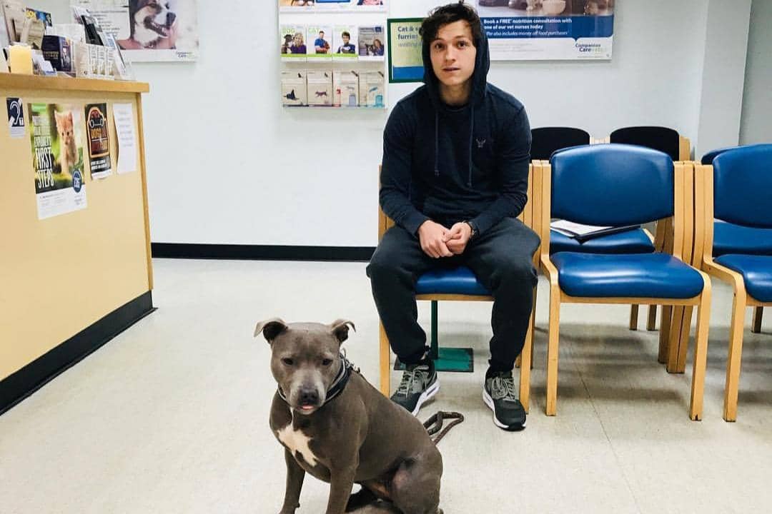 Tom Holland dan anjingnya, Tessa