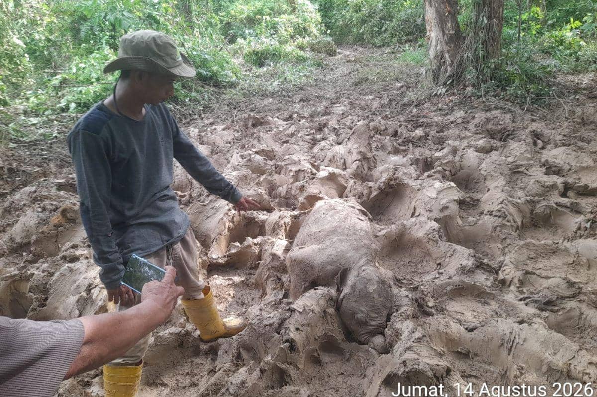 Bayi Gajah Ditemukan Mati di Lahan HGU Aceh Timur
