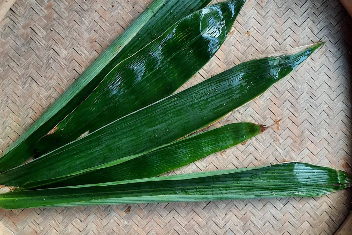 ilustrasi daun bambu