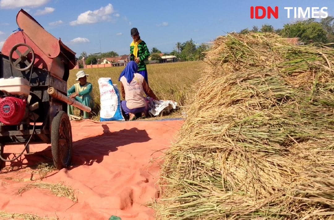 Hamparan lahan pertanian di Banyumas menjadi sorotan untuk meningkatkan hasil produksi secara maksimal.