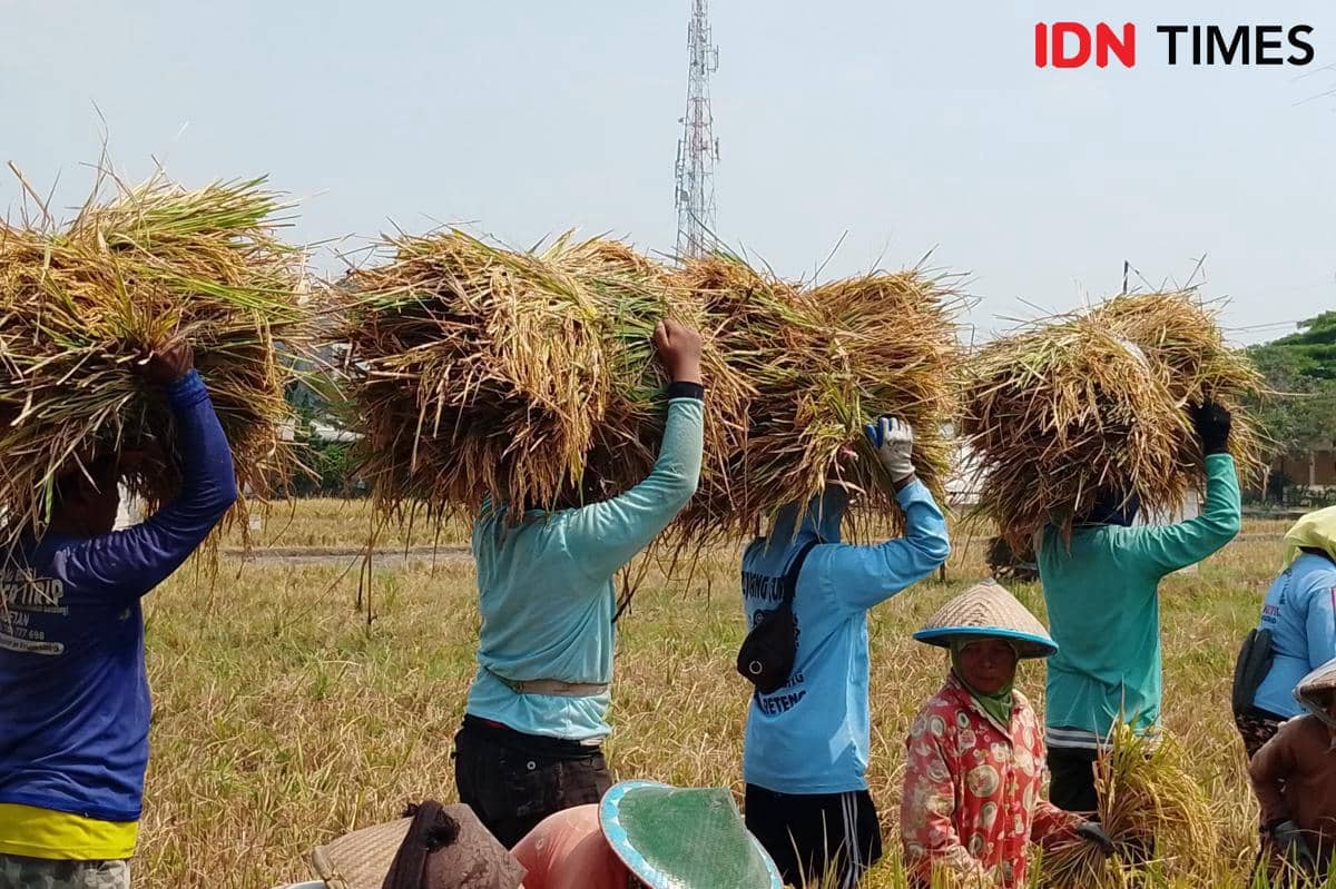 Harga Gabah di Magetan Nyaris Rp9 Ribu, Berkah atau Alarm Pangan?
