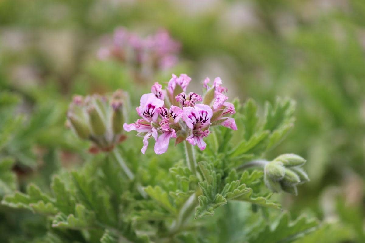 ilustrasi geranium wangi