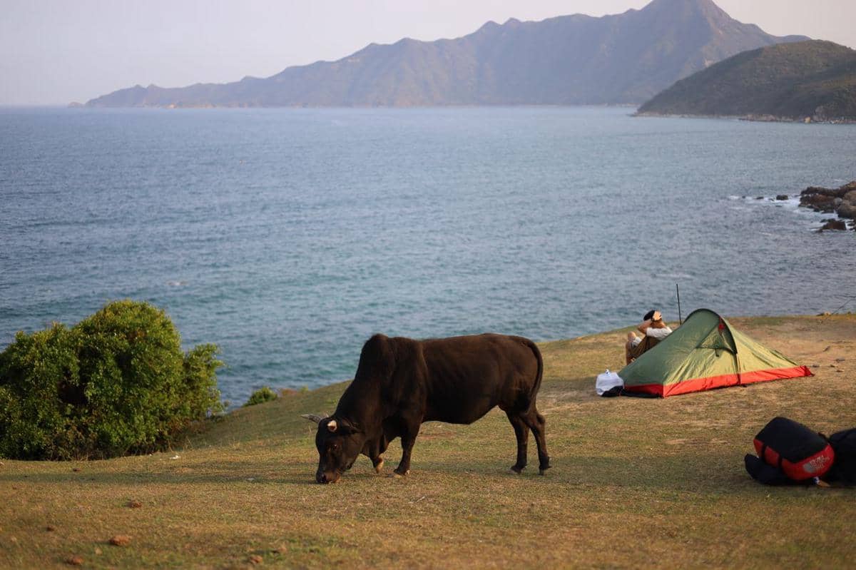 ilustrasi camping dan satwa