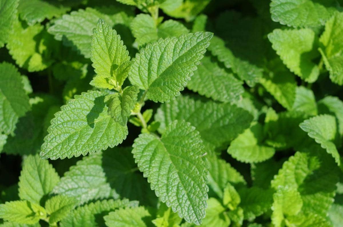 ilustrasi lemon balm