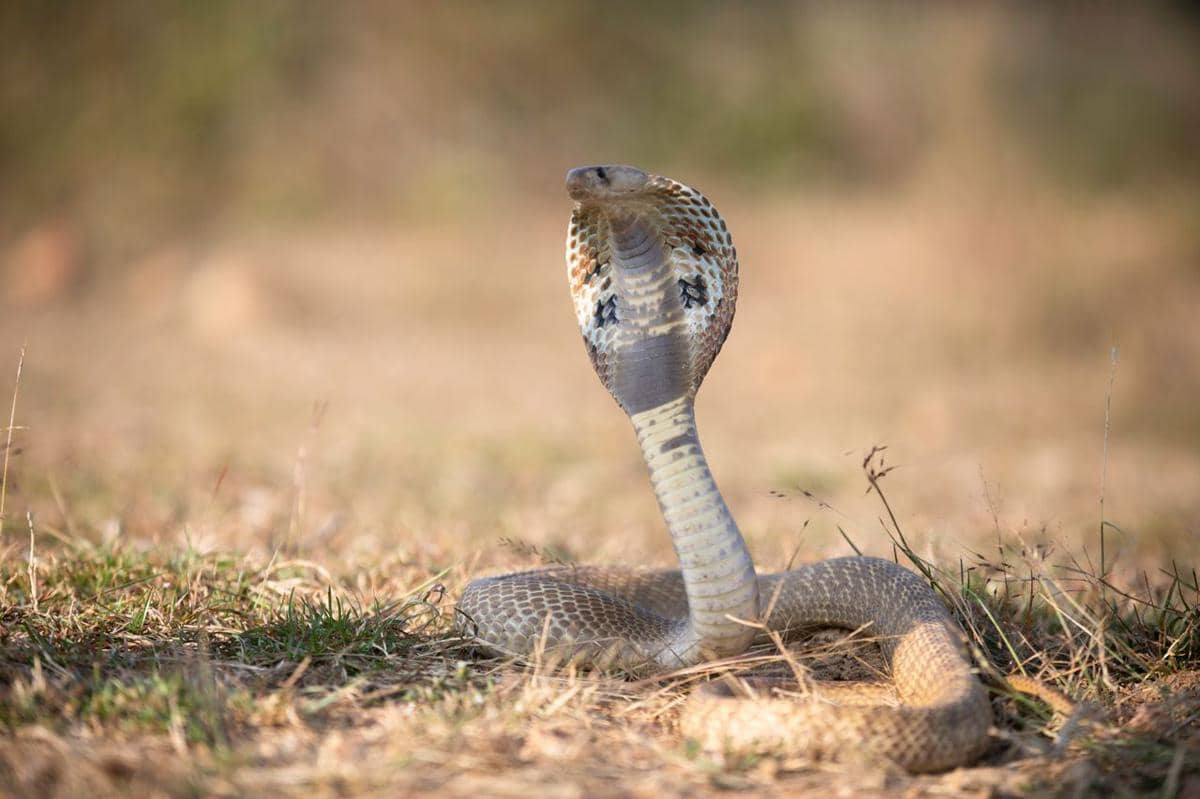 ilustrasi ular cobra