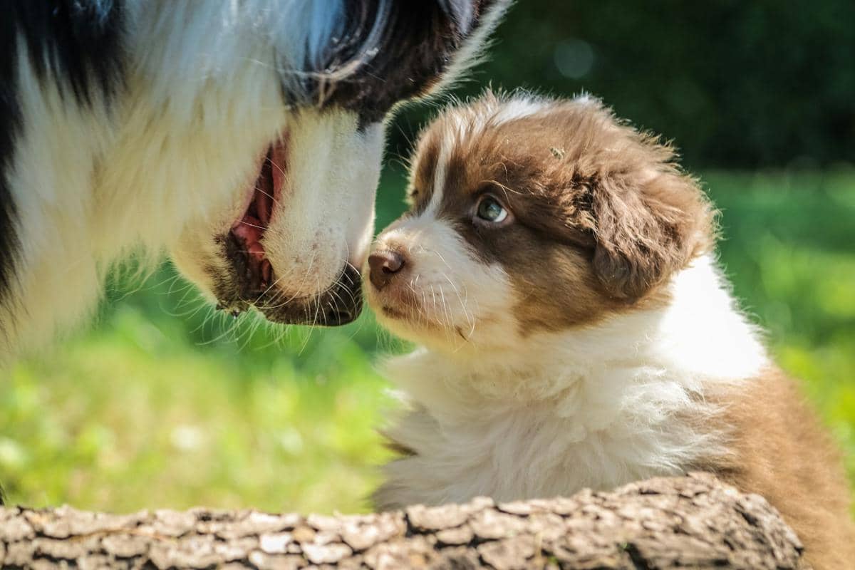 4 Fakta Ilmiah tentang Cara Induk Anjing Melindungi Anak-anaknya