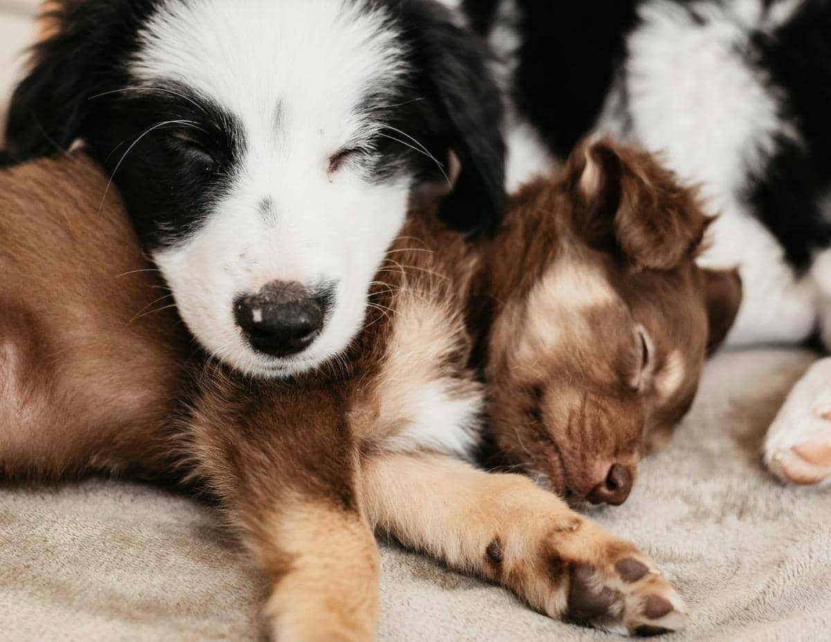 ilustrasi induk dan anak anjing