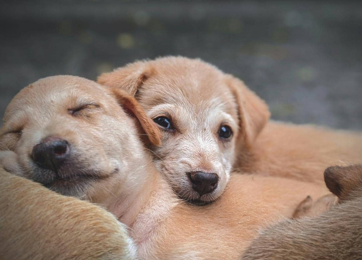 ilustrasi induk dan anak anjing