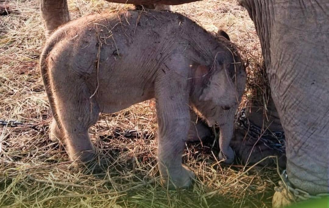 Bayi Gajah Sumatra baru lahir di PKG Jalur 21 Padang Sugihan, Sumatra Selatan. 