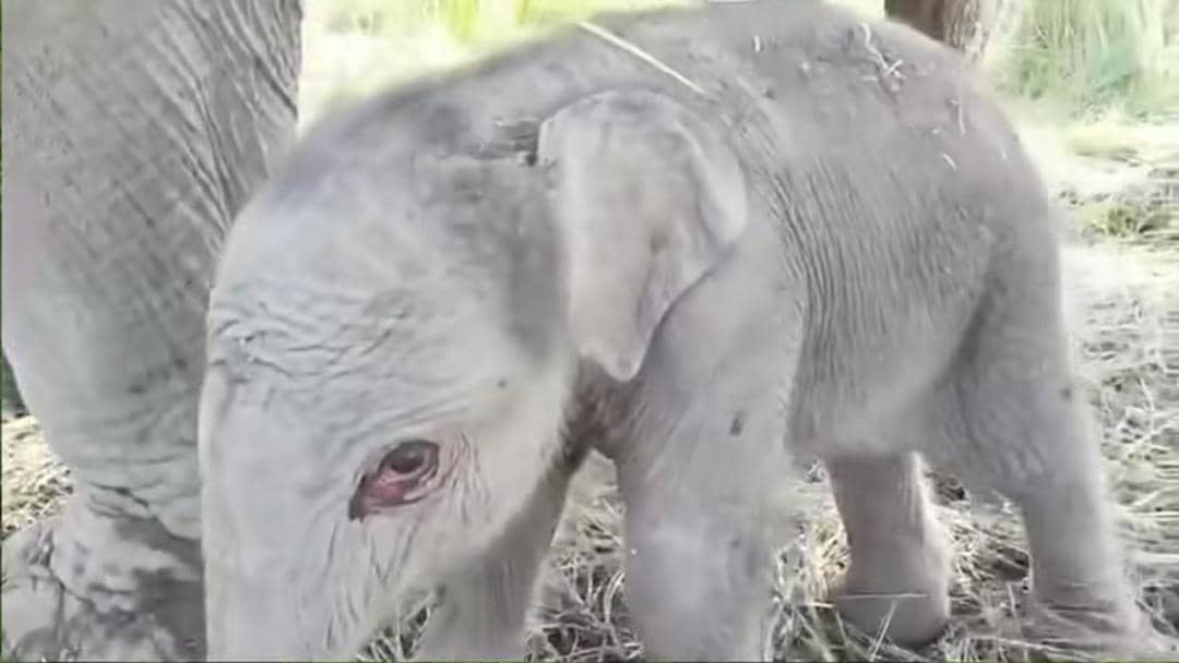 Bayi Gajah Sumatra baru lahir di PKG Jalur 21 Padang Sugihan, Sumatra Selatan. 