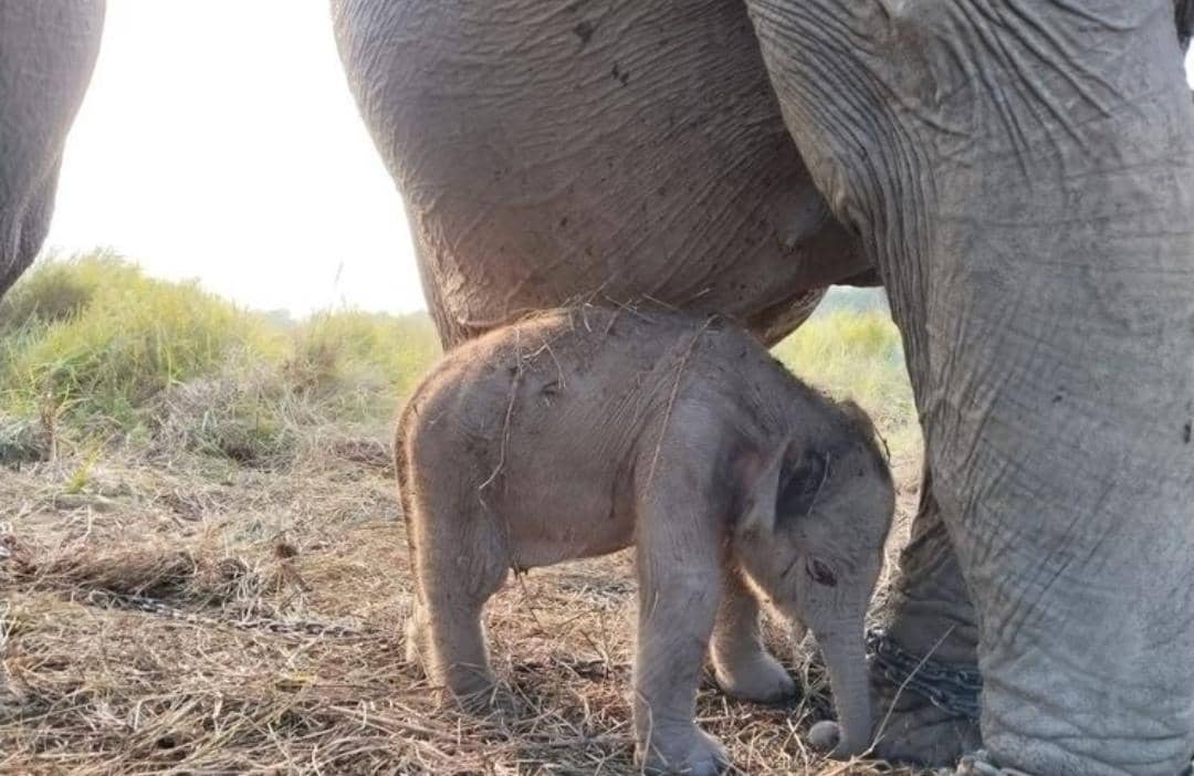 Kado Istimewa HUT Ke-81 RI, Anak Gajah Sumatra Lahir di Padang Sugihan