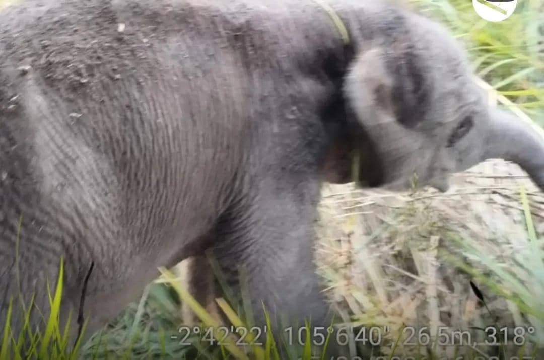 Bayi Gajah Sumatra baru lahir di PKG Jalur 21 Padang Sugihan, Sumatra Selatan. 