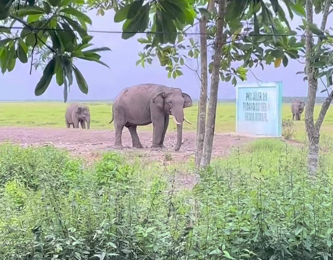 Gajah Sumatra yang berada di PKG Jalur 21 Padang Sugihan. 