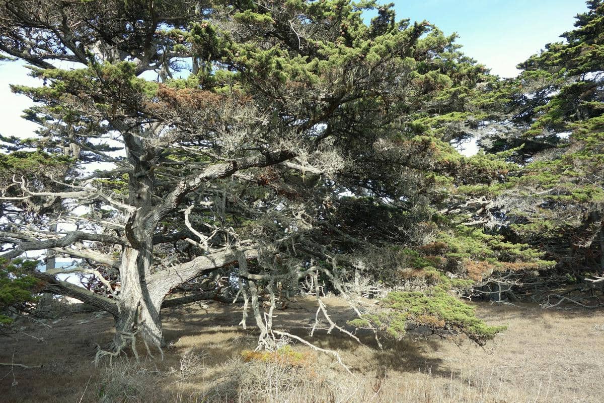 Monterey cypress