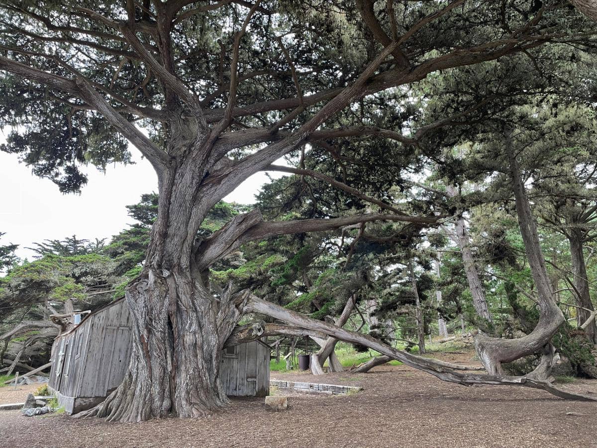 Monterey cypress