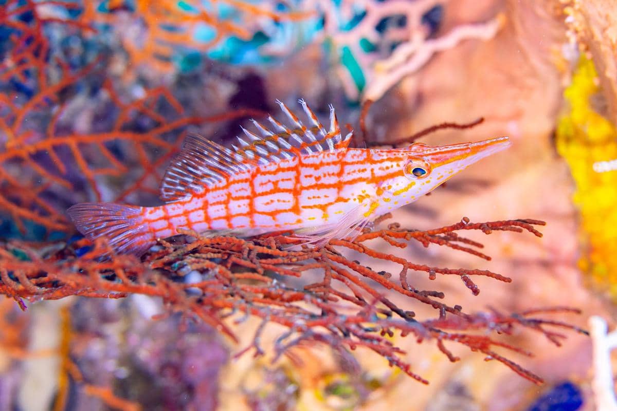 5 Fakta Longnose Hawkfish, Predator Kecil Bermoncong Panjang