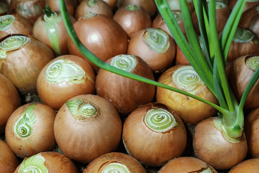 Cara mencegah bawang bertunas