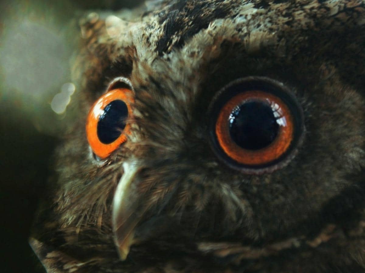 Mengenal Celepuk, Burung Hantu Kecil yang Beragam di Indonesia