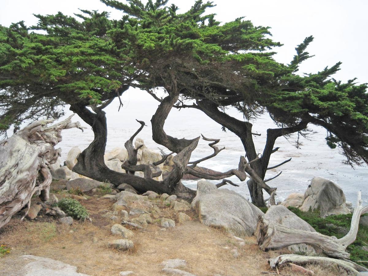 Monterey cypress