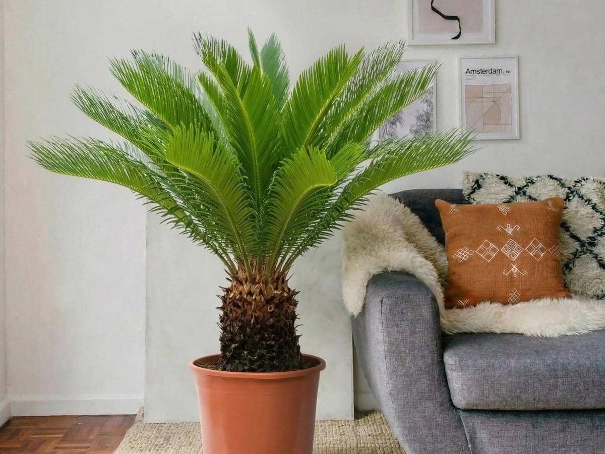 5 Tanaman Hias untuk Rumah Berkonsep Tropis Modern, Terlihat Estetik